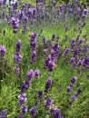 Lavender and bees in the gardens at Glastonbury Abbey
